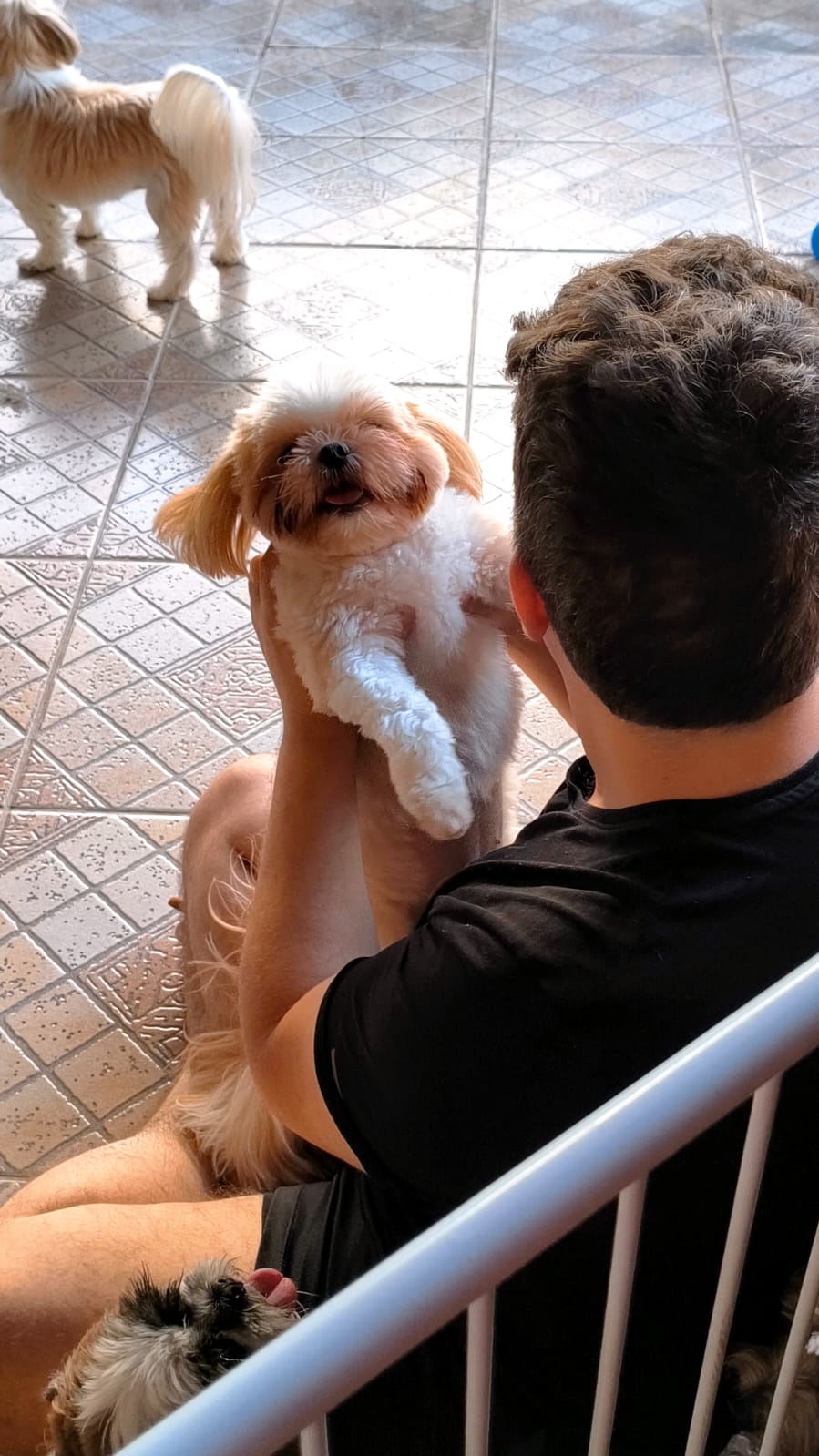 hotelzinho do condado pet hotel